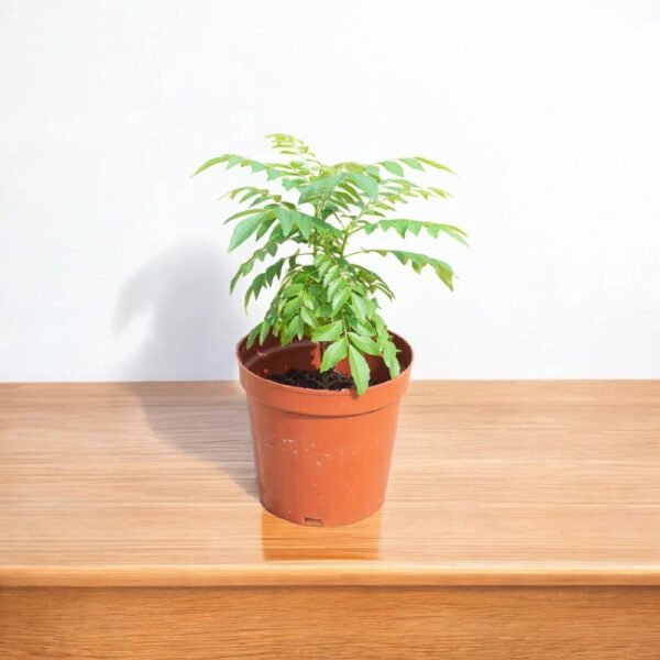 Curry Leaf Plant
