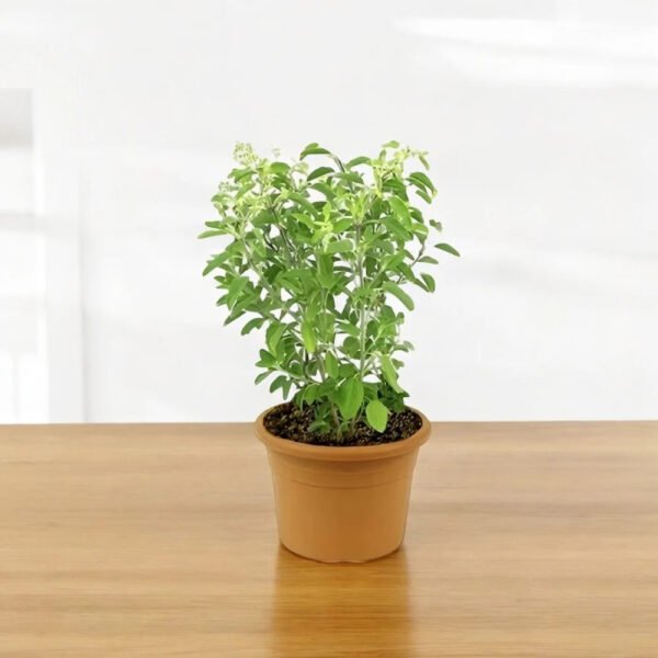 Tulsi Plant